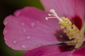 pink mallow in drops of water close-up