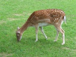 Roe Deer Nature