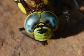 Close-up of the dead, blue and green dragonfly