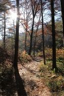 path in the autumn forest under the bright sun