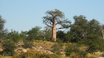 Beautiful landscape with the baobabs in Africa