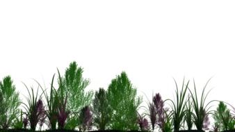 green and purple plants on a white background