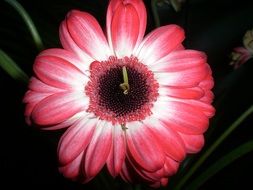 white-red gerbera close-up