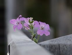 pink blooming flower near the fence