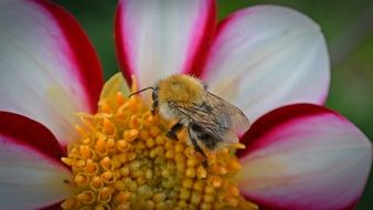 bumblebee on a two-color dahlia close up