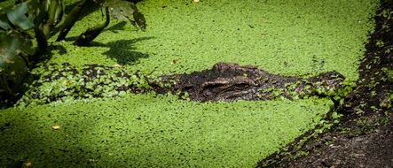Camouflage Green Crocodile