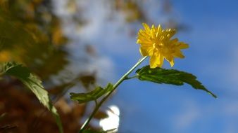 yellow flower on ranunckel shrub
