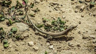 wall lizard on the sand