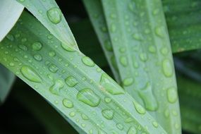 raindrops on the leafs