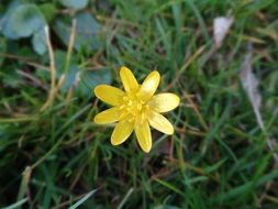 flower like a yellow star