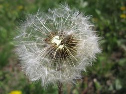 Wind on the dandelion