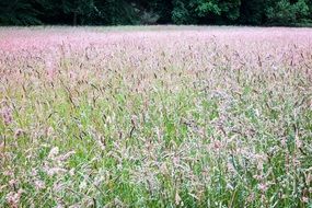 blooming meadow at the edge of the forest