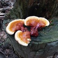 Fungi like eukaryotic organisms