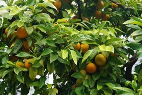 Oranges on a tree