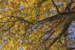 tree in gold colors of autumn