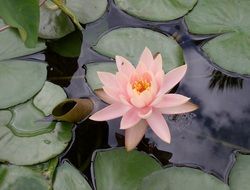 Pink Lily in a pond
