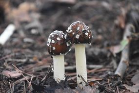 two mushrooms on dry foliage in the forest