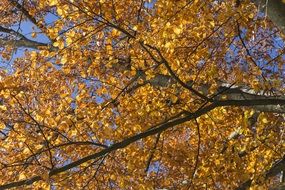 golden autumn in the leaves of a tree