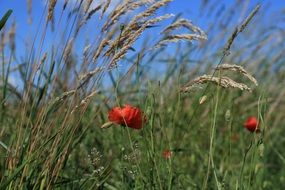 Red Poppies in tall grass on meadow on a blurred background