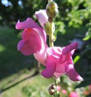 pink wild flowers in bright sun close up