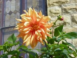 dahlia bush with orange flower