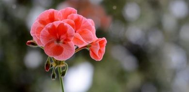 delightful delicate beauty crimson flower