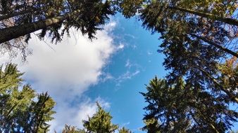 cloudy sunny sky over autumn trees