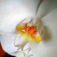 Orchid White flower close-up