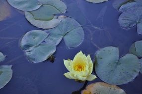 light yellow water lily on a blue pond