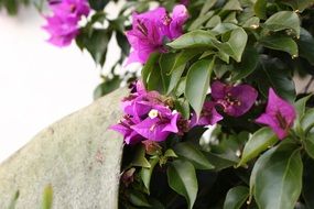 purple flowers like a garden plant