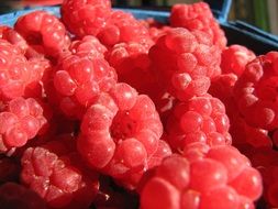 fresh raspberries in summer