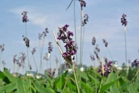 lavender on hiromasa lake