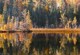 Reflections of the forest in the pond in autumn