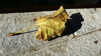 dry autumn Leaf closeup