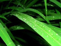 rain drops on green leaf