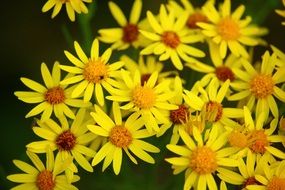 flowering common ragworts