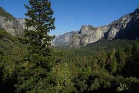 Valley Yosemite National Park green forest landscape