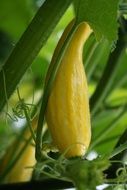 yellow pumpkin on a bush close-up