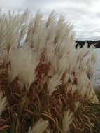 white flowers on a plant by a lake in canada