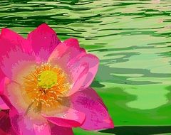 Water Lily Blossom Bloom Nature