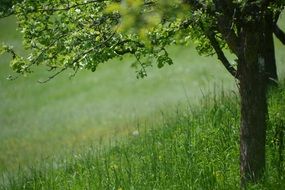 green forest meadow