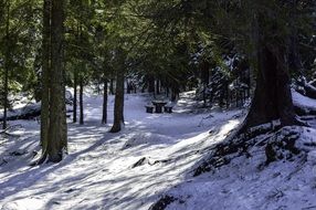 snowy Forest trees Frost