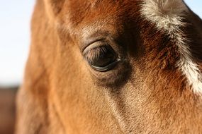 muzzle of a brown thoroughbred horse close-up