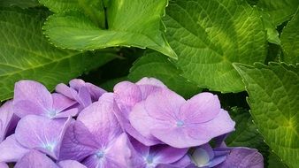 pueple Flowers of Hydrangea and Green Leaves