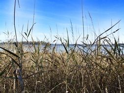 high lake grass