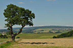 Tree Nature Erratic