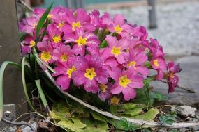 closeup photo of stunningly beautiful Primrose Flowers