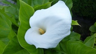 Plant Kalla Blossom