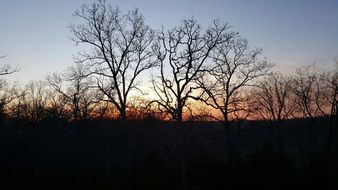 black silhouettes of trees in orange twilight