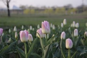 Close-up of the glade of light pink tulips